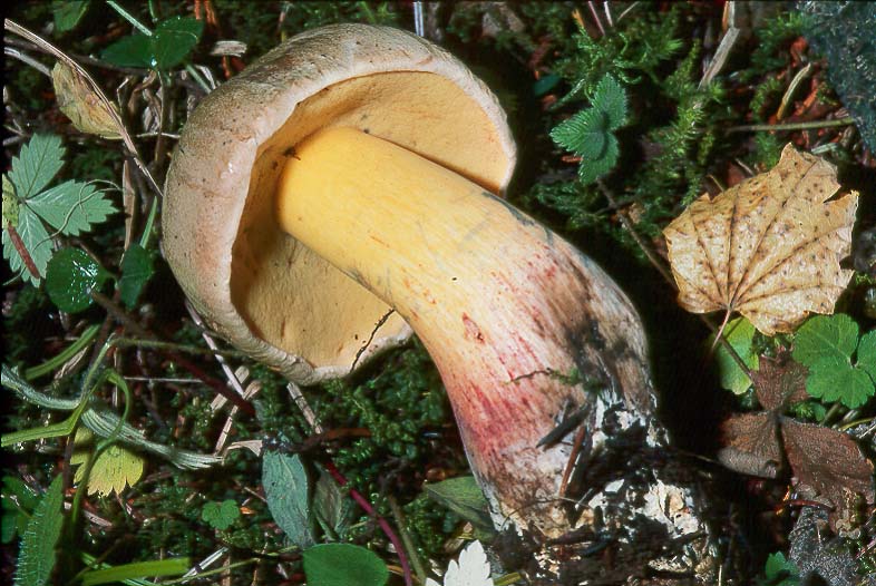 Caloboletus calopus